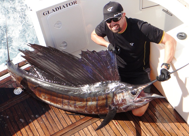 Sailfish on a Stickbait